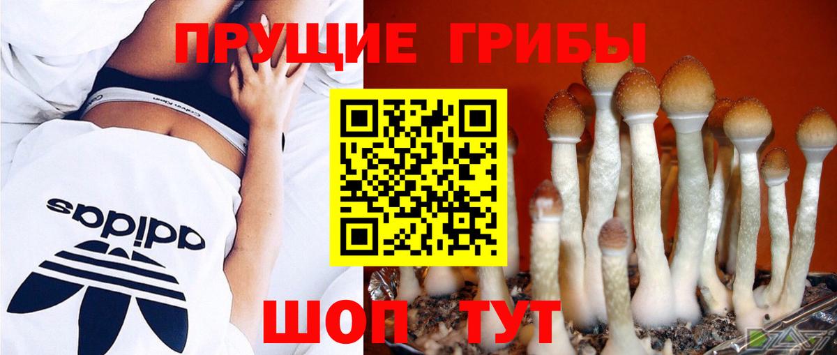 Псилоцибиновые грибы прущие грибы Бутурлиновка